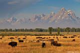 Bison by the Tetons (17698)