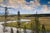 Bison Along the Yellowstone River (18060)