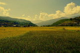 The Rice  Fields of Bhutan (ready for harvest)