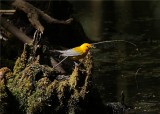 Prothonotary Warbler