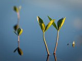 Menyanthes trifoliata #1