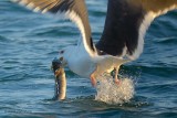 great black-backed gull.... grote mantelmeeuw