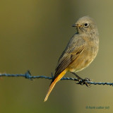 black redstart.... zwarte roodstaart