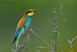 european bee-eater.... bijeneter