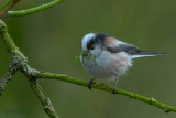 long-tailed tit.... staartmees