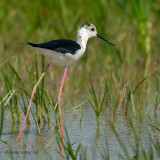 black-winged stilt.... steltkluut