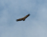 Griffon Vulture Kazbegi