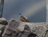 Rock Thrush Kazbegi