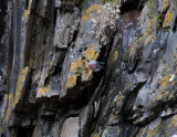 Wallcreeper Kazbegi