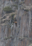 Lammergeier Kazbegi