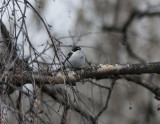 Semi-Collared Flycatcher Kazbegi