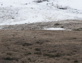 Caucasian Grouse