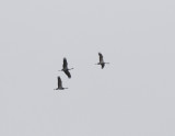 Demoiselle Cranes Migrating near Kazbegi