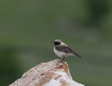 Black-eared Wheatear Nemrut Dagi