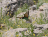 European bee-Eater Narince