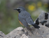 White-Throated Robin Netafin