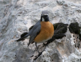 White-Throated Robin Netafin