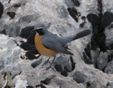 White-Throated Robin Netafin