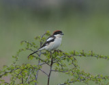 Woodchat Shrike Netafim