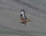 Long-legged Buzzard