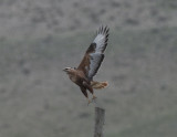 Long-legged Buzzard