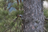 Krupers Nuthatch