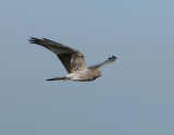 Montagu´s Harrier