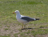 Armenian Gull