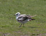 Armenian Gull