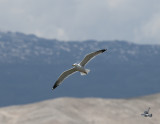 Armenian Gull