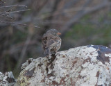 Grey-Necked Bunting