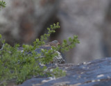 Grey-Necked Bunting