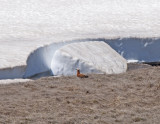 Ruddy Shelduck