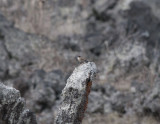 Raddes Accentor