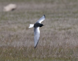 White-Winged Blacktern