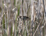 Paddyfield Warbler