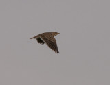 Calandra Lark