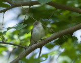 Upchers warbler