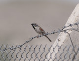 Dead sea Sparrow Birecik