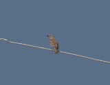 Yellow-throated sparrow