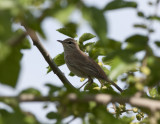 Rufous-tailed scrub robin Birecik