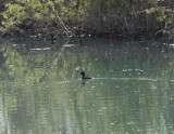 Ferruginous duck Birecik