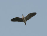 Black-Crowned Night Heron Birecik
