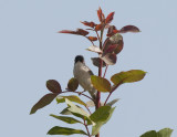 Menetrie´s Warbler Birecik