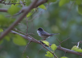 Menetries Warbler Birecik