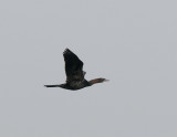 Pygmy Cormorant Birecik