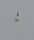 European Roller Wadi in Birecik