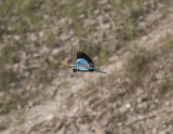 European Roller Wadi in Birecik