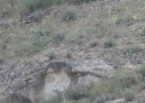 See-See Partridge Wadi in Birecik