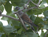 Turtle Dove wadi in Birecik